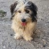 Fridolin ... wunderschön und auf der Suche