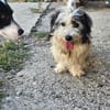 Fridolin ... wunderschön und auf der Suche