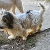 Fridolin ... wunderschön und auf der Suche