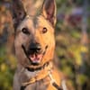 Grinder  cleverer Schäferhund-Mix sucht Zuhause