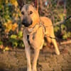 Grinder  cleverer Schäferhund-Mix sucht Zuhause
