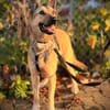 Grinder  cleverer Schäferhund-Mix sucht Zuhause