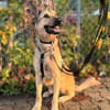 Grinder  cleverer Schäferhund-Mix sucht Zuhause