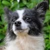 Schüchterne Betty sucht ein geduldiges Zuhause