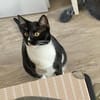 Spielfreudiger Rudy sucht Zuhause