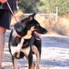Spiky (Kreta)-Freundliche & fröhliche Hündin sucht ihr Für-I