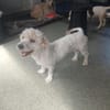 Michaela, verwahrloste kleine Hündin sucht  2. Chance