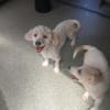 Michaela, verwahrloste kleine Hündin sucht  2. Chance