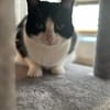 Neugierige Katze TINKA sucht Zuhause mit Freigang!