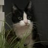 Neugierige Katze TINKA sucht Zuhause mit Freigang!