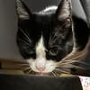 Neugierige Katze TINKA sucht Zuhause mit Freigang!