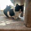Neugierige Katze TINKA sucht Zuhause mit Freigang!