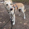 Laika - die schüchterne verträgliche Hündin