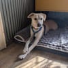 Laika - die schüchterne verträgliche Hündin