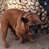 Valco  Ein Herz auf vier Pfoten wartet auf sein großes Glü