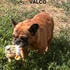 Valco  Ein Herz auf vier Pfoten wartet auf sein großes Glü