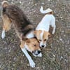 NELLY sucht 4ever home