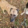 Safira - die Liebe und Treue in Person