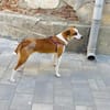 Liebe Ruby möchte endlich in ein schönes Leben starten!
