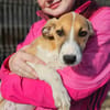 Liebes Windhund Mix Mädel sucht Familie