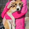 Liebes Windhund Mix Mädel sucht Familie