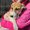 Liebes Windhund Mix Mädel sucht Familie