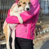 Liebes Windhund Mix Mädel sucht Familie