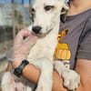 Zarte Caluna sucht ihre Familie
