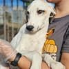 Zarte Caluna sucht ihre Familie