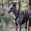 wunderschöne rumänische Windhündin sucht ihre Familie