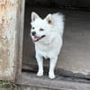 Kleiner Herzensbrecher Ollie
