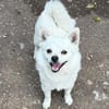 Kleiner Herzensbrecher Ollie