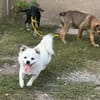 Kleiner Herzensbrecher Ollie