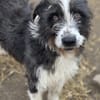 Belle sucht liebevolles Zuhause (I)