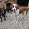 Lola - sucht liebevolle Familie für immer - bist du es ?