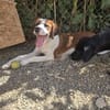 Lola - sucht liebevolle Familie für immer - bist du es ?