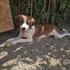 Lola - sucht liebevolle Familie für immer - bist du es ?