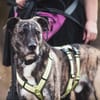 Nano sucht passende Familie