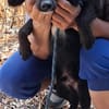 Pip 😍ruhiger aufmerksamer Cocker-Mix auf PS in München