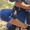 Pip 😍ruhiger aufmerksamer Cocker-Mix auf PS in München