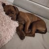 🐾 Traumhündin Ginger sucht ihr Für-immer-Zuhause