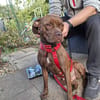 🐾 Traumhündin Ginger sucht ihr Für-immer-Zuhause