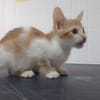 CLOVER (en cours d'adoption)