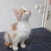 Astre (en cours d'adoption)