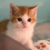 BUTTERNUT