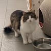 TOTOCHE (chat sauvage)