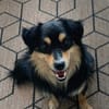 Koki