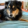 Koki