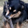 Koki