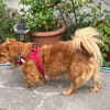 POLLUX